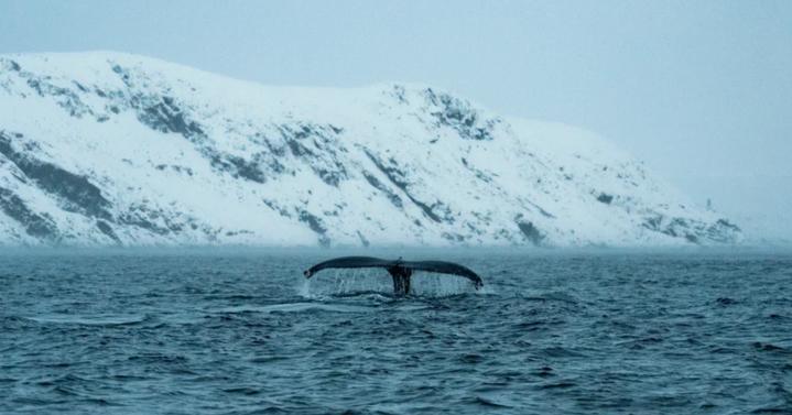 В поисках китов: фотоохота на китов в Териберке, 3 дня